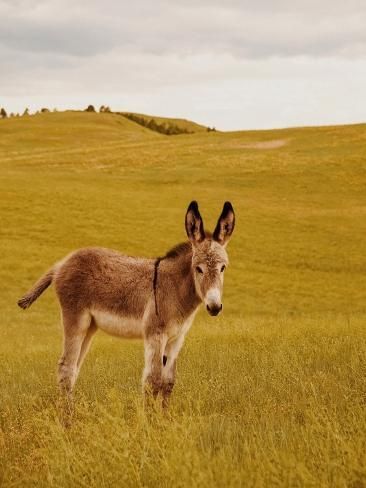 Donkey Medallion