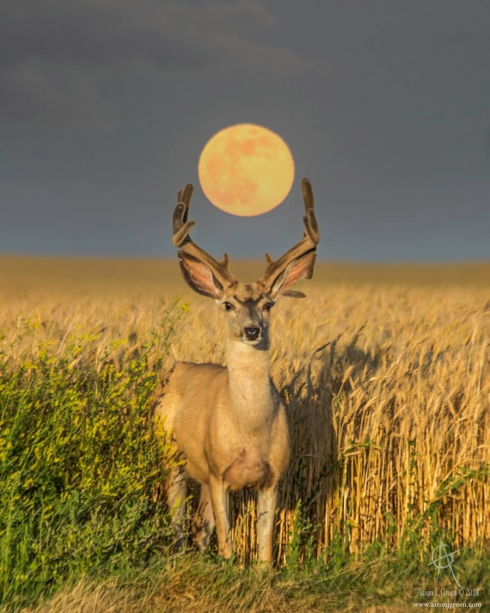 Prancing Buck Medallion