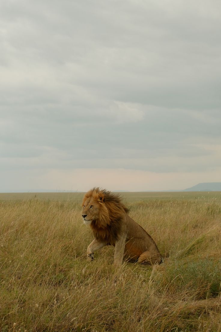 Mega Lion