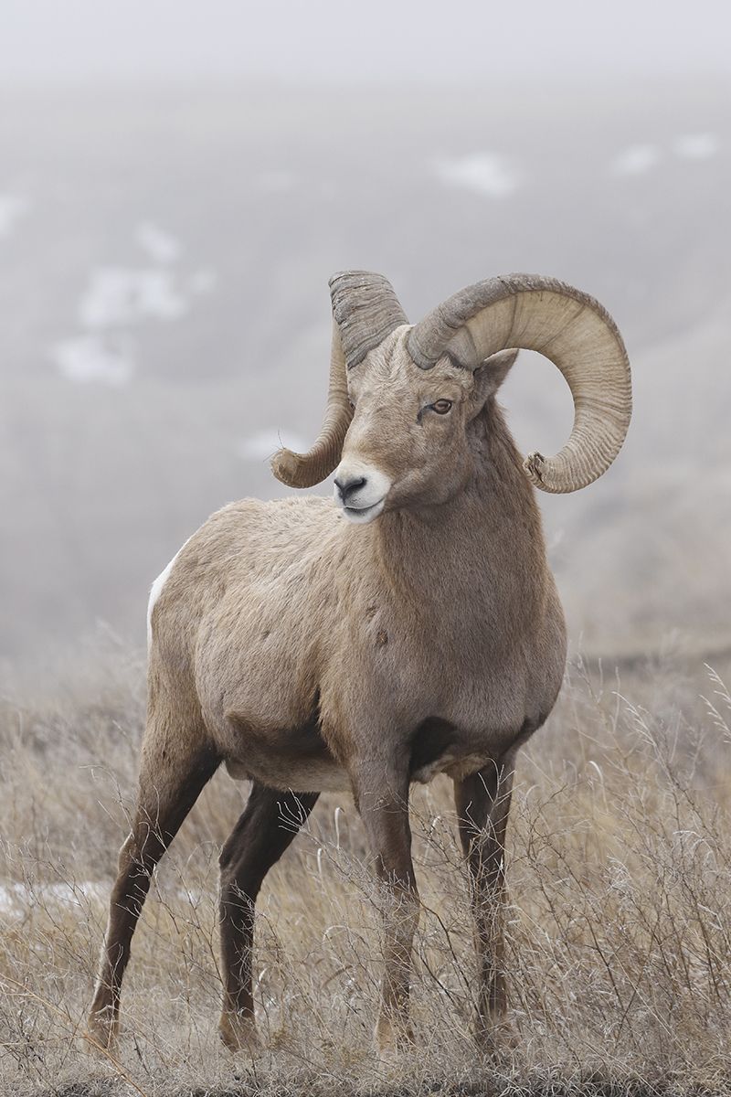 Limited Edition Aries