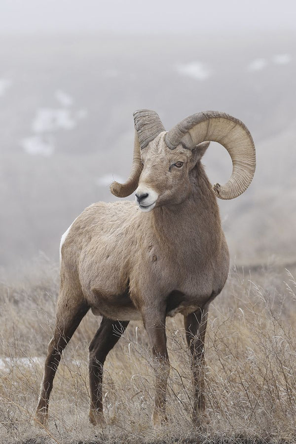 Limited Edition Aries