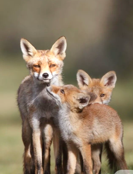 Fox Medallion