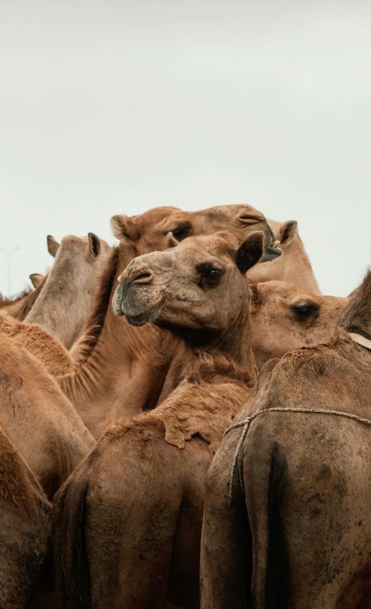 Camel Medallion