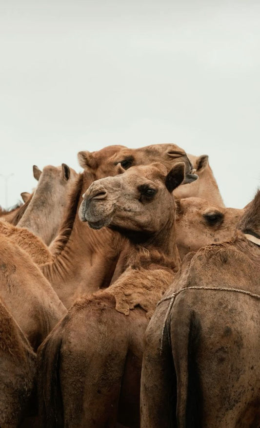 Camel Medallion